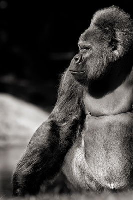 photo de gorille gorille_MG_8611_v.jpg