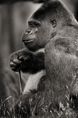 photo de gorille gorille_MG_6813-cs4_v.jpg