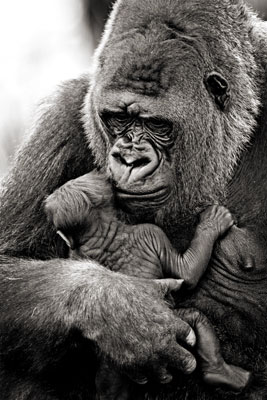 photo de gorille gorille_MG_7892_v.jpg