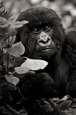 photo de gorille gorille_MG_1304_v.jpg