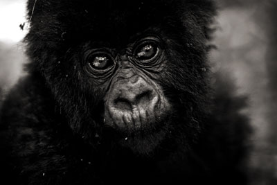 photo de gorille gorille_MG_8270_v.jpg