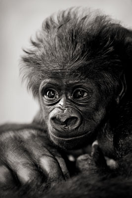 photo de gorille gorille_MG_3930_v.jpg