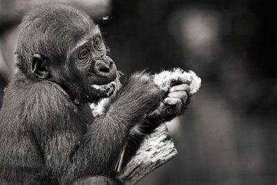 photo de gorille gorille_MG_4104_v.jpg