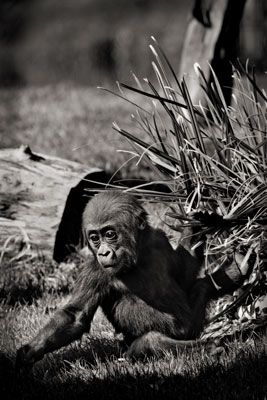 photo de gorille gorille_MG_4973_v.jpg