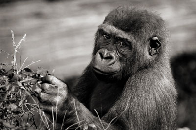 photo de gorille gorille_MG_7631_v.jpg