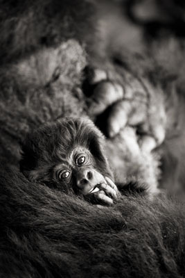photo de gorille gorille_MG_7827-(2)_v.jpg