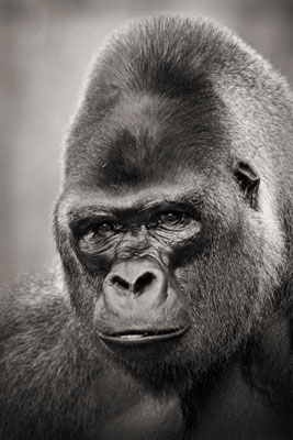 photo de gorille gorille_MG_1312_v.jpg
