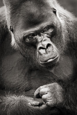 photo de gorille gorille_MG_7216_v.jpg