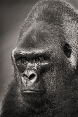 photo de gorille gorille_MG_5243_v.jpg