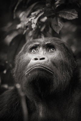 photo de gorille gorille_MG_0436_v.jpg
