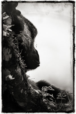 photo de gorille gorille_MG_4429-b-c2_v.jpg