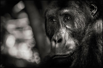 photo de gorille gorille_MG_0162_v.jpg