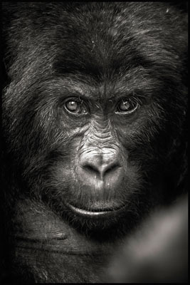 photo de gorille gorille_MG_0648-(2)_v.jpg