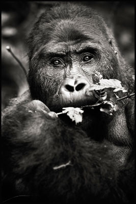 photo de gorille gorille_MG_8895_v.jpg