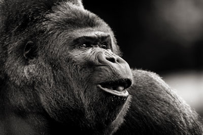 photo de gorille gorille_MG_0742_v.jpg