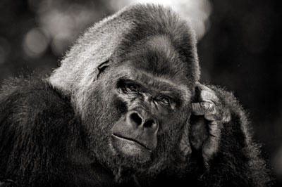 photo de gorille gorille_MG_1174_v.jpg