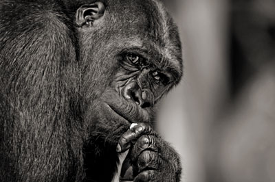 photo de gorille gorille_MG_1271_v.jpg