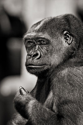 photo de gorille gorille_MG_1299_v.jpg
