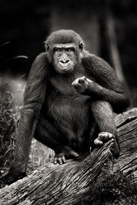 photo de gorille gorille_MG_3516_v.jpg