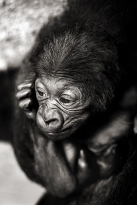photo de gorille gorille_MG_4634_v.jpg
