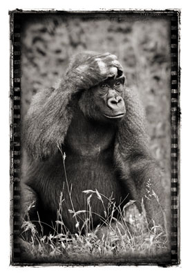 photo de gorille gorille_MG_5456-c_v.jpg