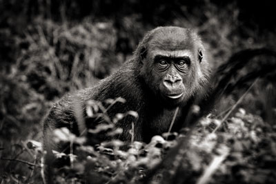 photo de gorille gorille_MG_5490_v.jpg