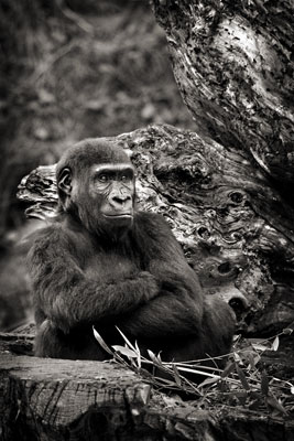 photo de gorille gorille_MG_5776_v.jpg