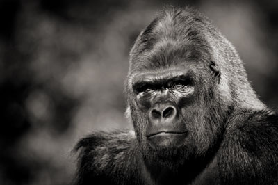 photo de gorille gorille_MG_6731_v.jpg