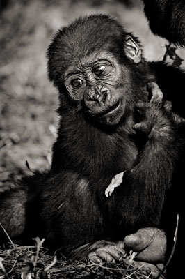 photo de gorille gorille_MG_6925_v.jpg