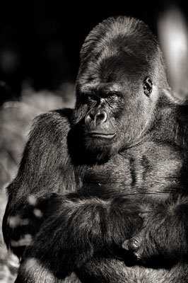 photo de gorille gorille_MG_6985_v.jpg