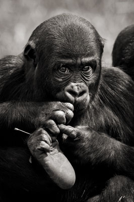 photo de gorille gorille_MG_8242_v.jpg