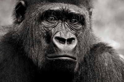 photo de gorille gorille_MG_8251_v.jpg