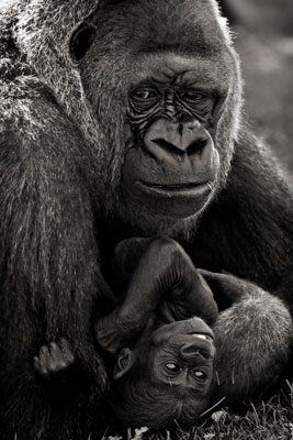 photo de gorille gorille_MG_8794-(2)_v.jpg