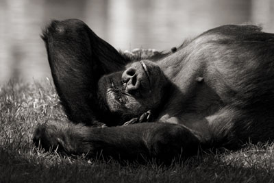 photo de gorille gorille_MG_8794_v.jpg
