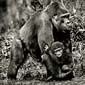 photo de gorille gorille_MG_8864b_v.jpg