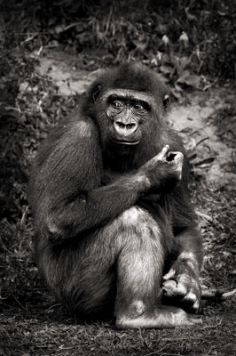 photo de gorille gorille_MG_8934b_v.jpg