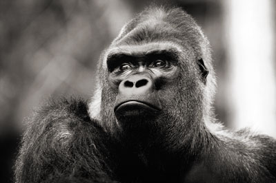 photo de gorille gorille_MG_9022_v.jpg