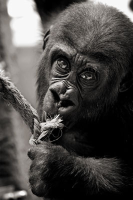 photo de gorille gorille_MG_9514_v.jpg