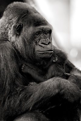 photo de gorille gorille_MG_0009_v.jpg