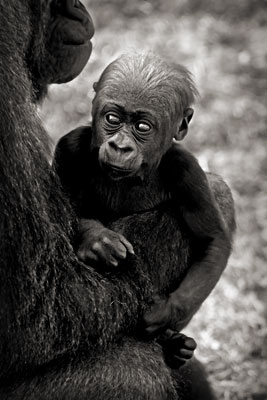 photo de gorille gorille_MG_0028_v.jpg