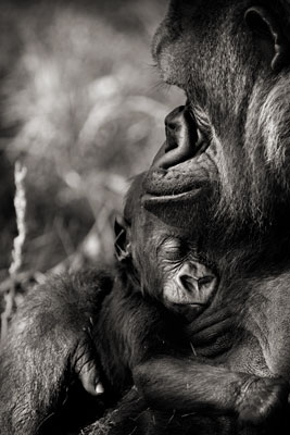 photo de gorille gorille_MG_0068_v.jpg