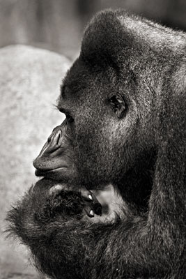 photo de gorille gorille_MG_1245_v.jpg