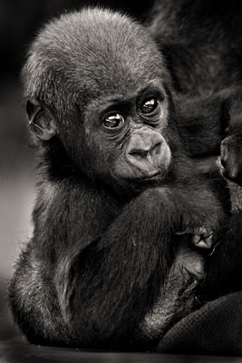 photo de gorille gorille_MG_2173_v.jpg