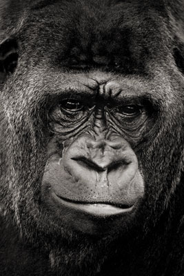 photo de gorille gorille_MG_2182_v.jpg