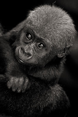 photo de gorille gorille_MG_2369_v.jpg