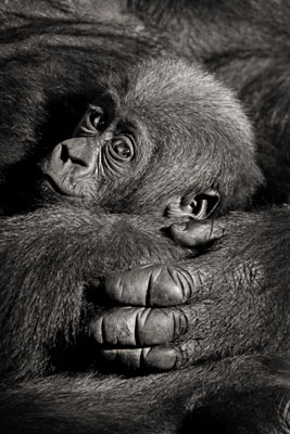 photo de gorille gorille_MG_2499_v.jpg