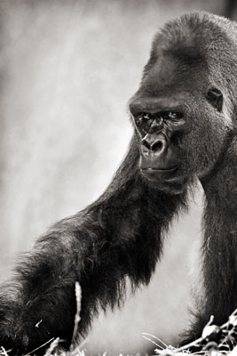 photo de gorille gorille_MG_6010-cs4_v.jpg