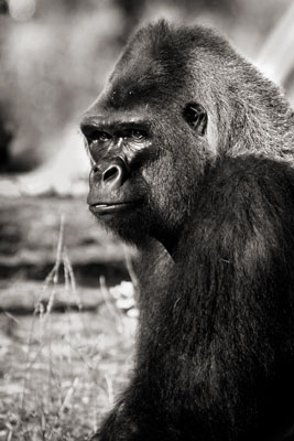 photo de gorille gorille_MG_6243-cs4_v.jpg