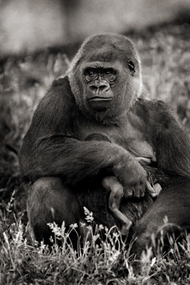 photo de gorille gorille_MG_6738-cs4_v.jpg