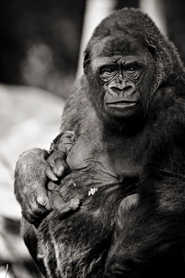 photo de gorille gorille_MG_8110_v.jpg